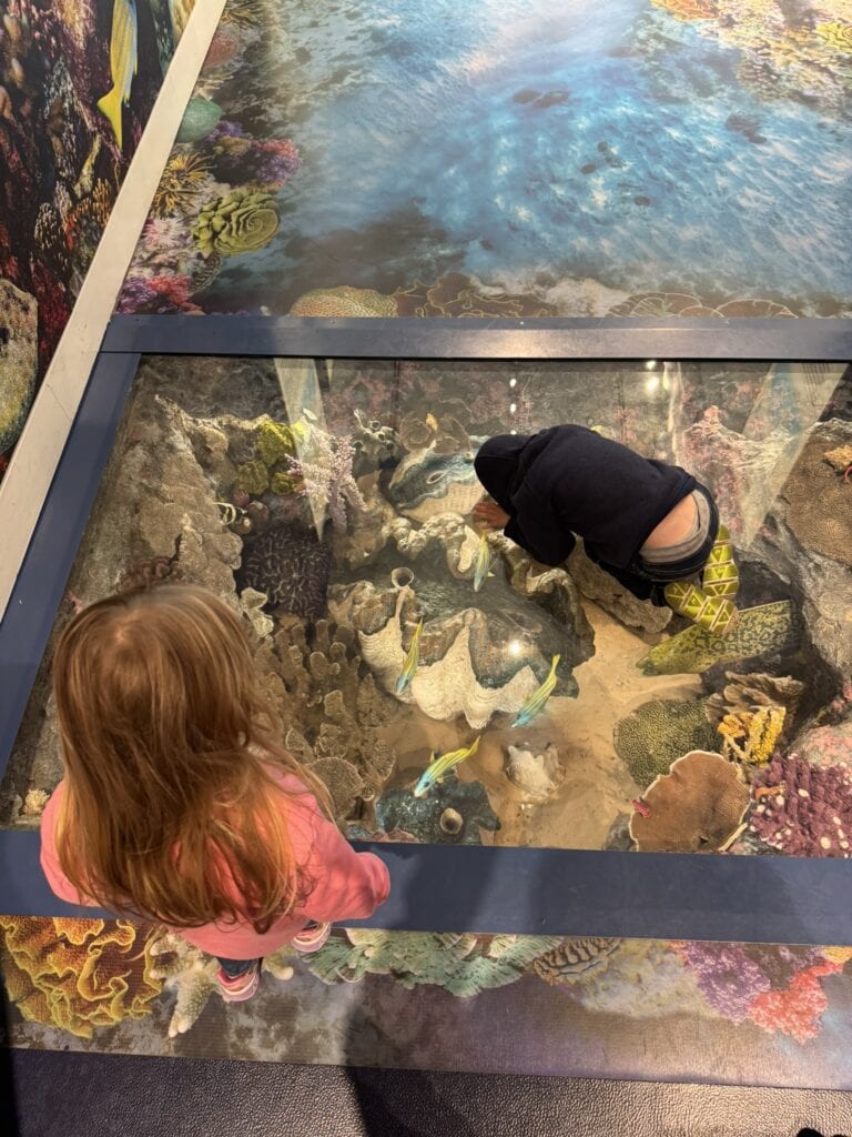 Two children look down into a glass floor exhibit at the Delaware Museum of Nature & Science, revealing a detailed coral reef scene below.