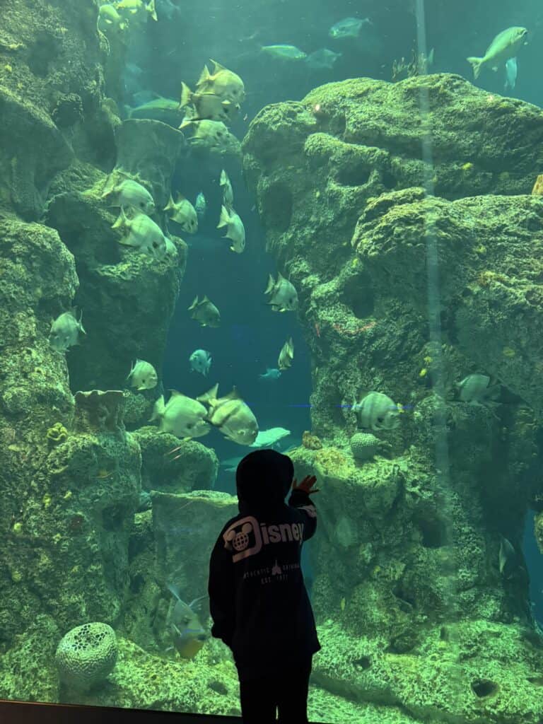 Child watching fish in a large aquarium tank during a Charleston SC with kids trip.